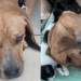Coragem, o cão devolvido quatro vezes, encontrou uma nova família e viveu uma transformação emocionante