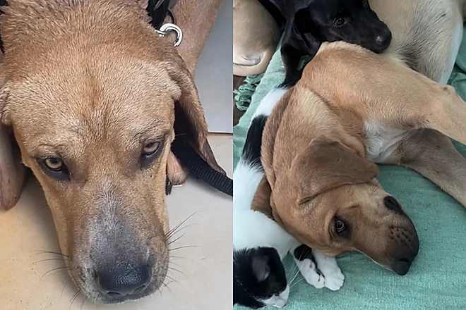 Coragem, o cão devolvido quatro vezes, encontrou uma nova família e viveu uma transformação emocionante