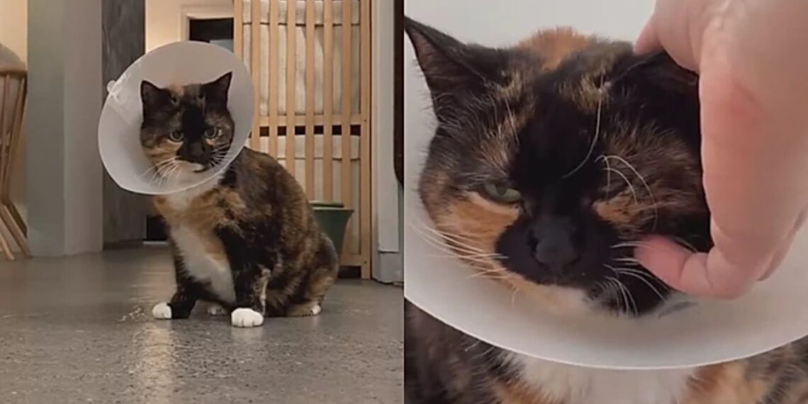 Gata finge estar doente e aprende a colocar colar elizabetano para receber carinho dos tutores