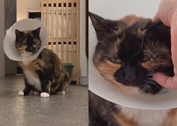 Gata finge estar doente e aprende a colocar colar elizabetano para receber carinho dos tutores
