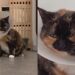 Gata finge estar doente e aprende a colocar colar elizabetano para receber carinho dos tutores