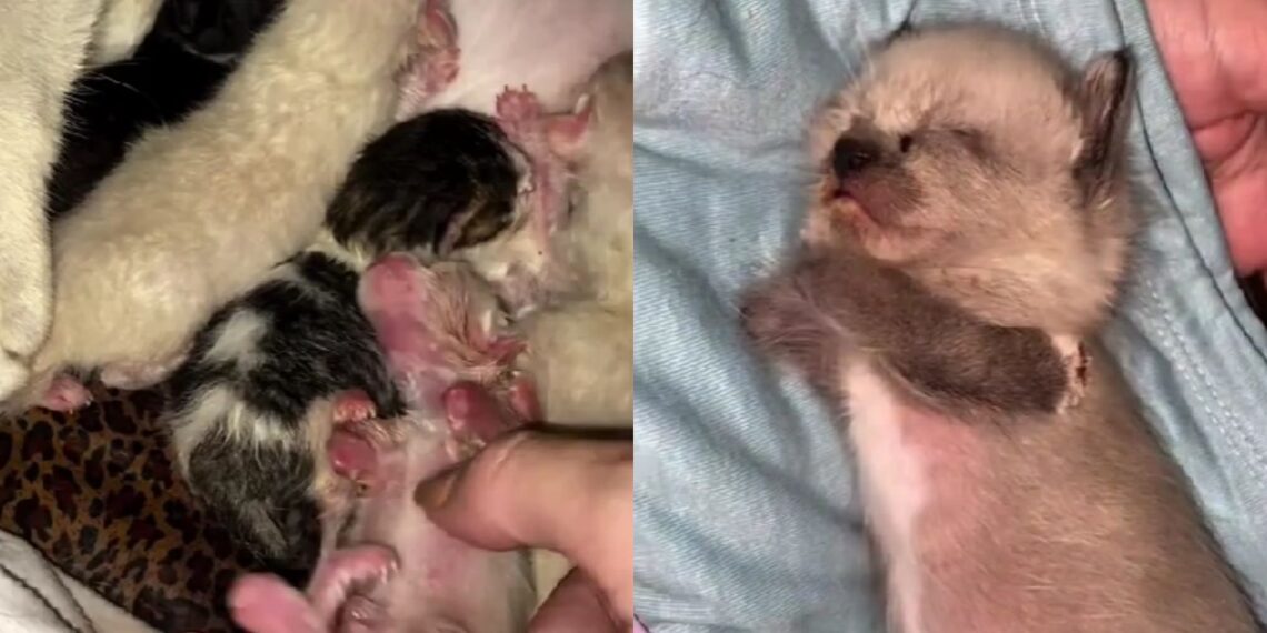 Sem andar e sem se alimentar sozinho, gatinho conquista milhares com sua história de superação