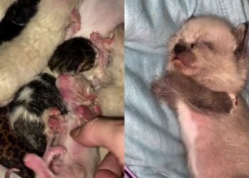 Sem andar e sem se alimentar sozinho, gatinho conquista milhares com sua história de superação