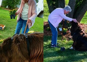 Cão gigante ajuda idosa de 96 anos no jardim e cena viraliza nas redes sociais