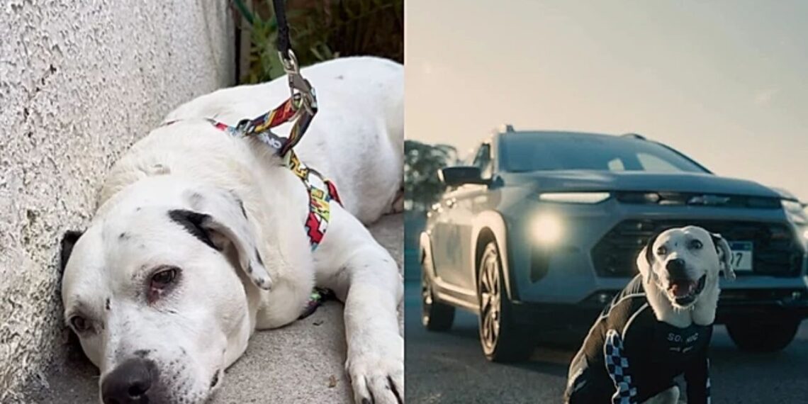 Cachorro cego e surdo de 12 anos sai do anonimato e conquista uma segunda chance