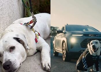 Cachorro cego e surdo de 12 anos sai do anonimato e conquista uma segunda chance