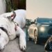 Cachorro cego e surdo de 12 anos sai do anonimato e conquista uma segunda chance