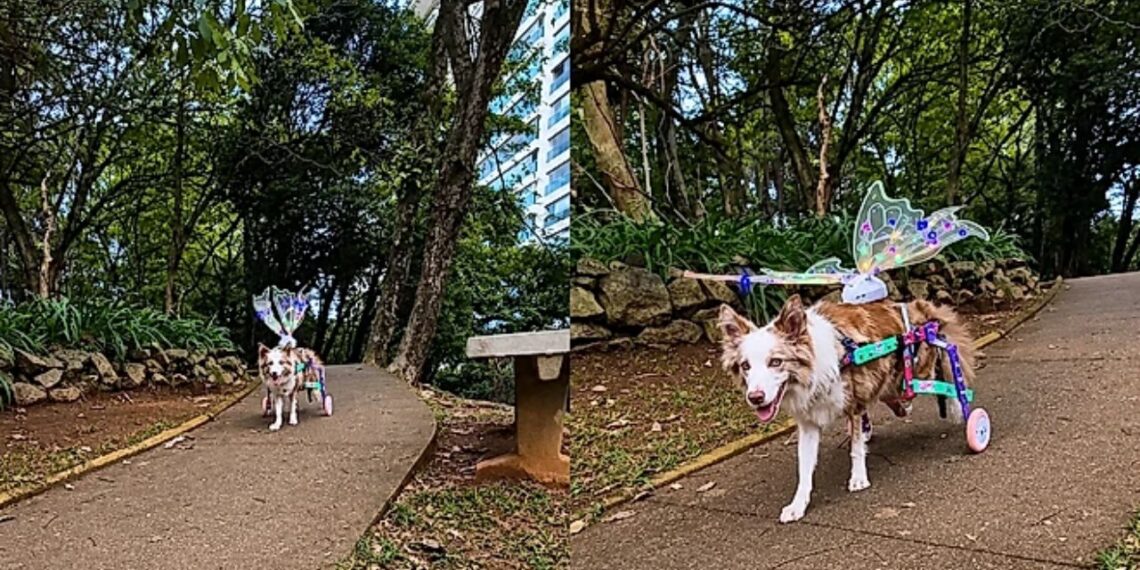 Cadelinha surpreende a internet ao transformar limitação em momentos de pura alegria