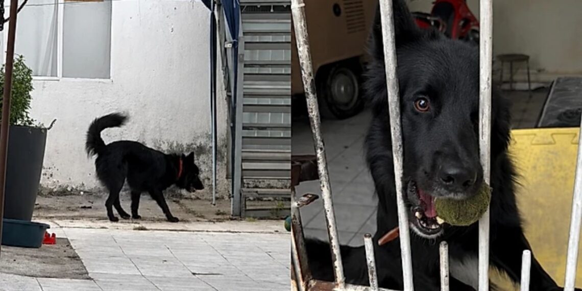 Entregador pede um momento de carinho a cachorro e cena emociona milhares de pessoas