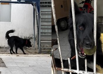 Entregador pede um momento de carinho a cachorro e cena emociona milhares de pessoas