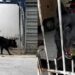 Entregador pede um momento de carinho a cachorro e cena emociona milhares de pessoas
