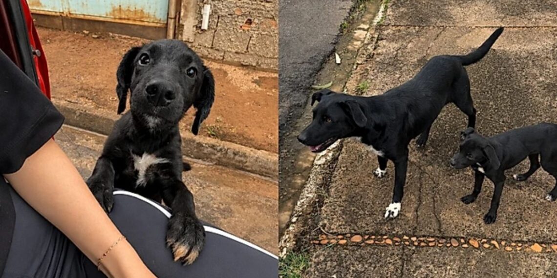 Casal resgata cão abandonado e faz descoberta surpreendente ao encontrar sua família