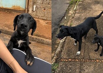 Casal resgata cão abandonado e faz descoberta surpreendente ao encontrar sua família