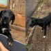 Casal resgata cão abandonado e faz descoberta surpreendente ao encontrar sua família