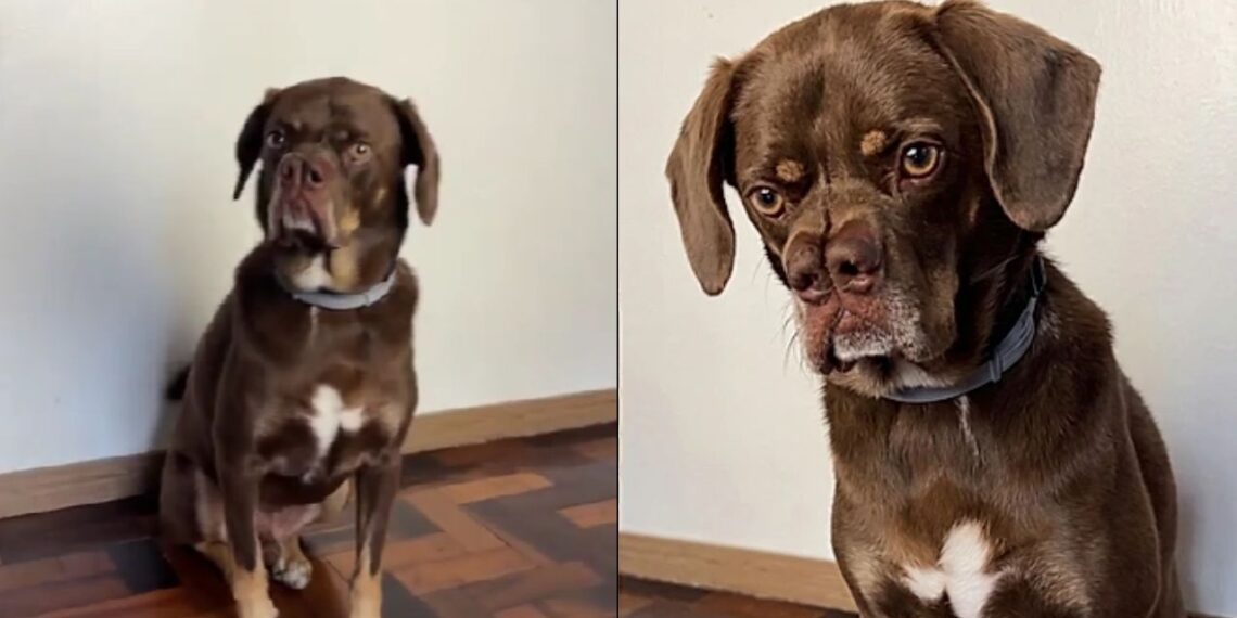 Cachorro vira-lata conquista as redes sociais com aparência exótica