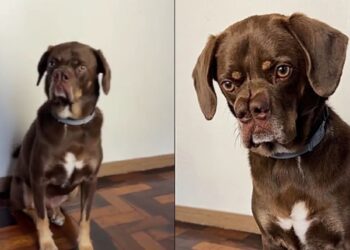 Cachorro vira-lata conquista as redes sociais com aparência exótica