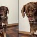 Cachorro vira-lata conquista as redes sociais com aparência exótica