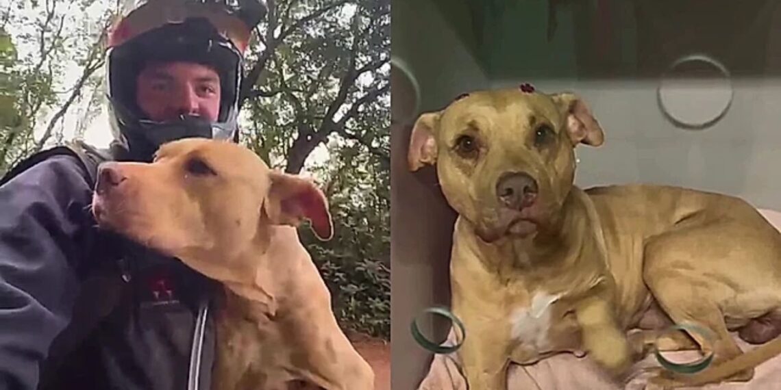 Cadela abandonada na mata se aproxima de ciclistas e ganha final surpreendente