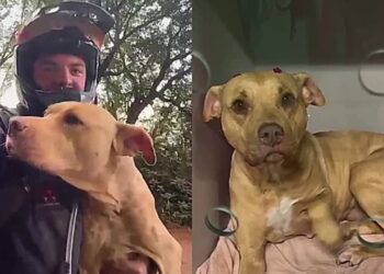 Cadela abandonada na mata se aproxima de ciclistas e ganha final surpreendente