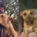 Cadela abandonada na mata se aproxima de ciclistas e ganha final surpreendente