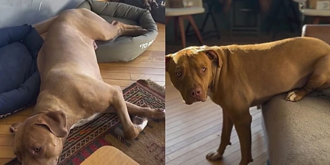 Cachorro com síndrome rara enxerga o mundo de forma distorcida e emociona a internet