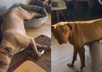 Cachorro com síndrome rara enxerga o mundo de forma distorcida e emociona a internet