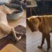 Cachorro com síndrome rara enxerga o mundo de forma distorcida e emociona a internet
