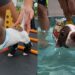 Filhote sem patas dianteiras ganha nova vida após escolha surpreendente de médica