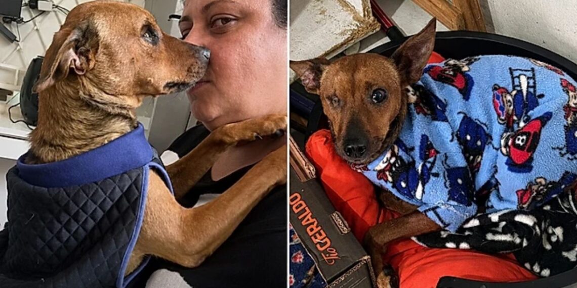 Cão caolho rejeitado em abrigo emociona ao provar que amor não depende da aparência