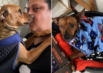 Cão caolho rejeitado em abrigo emociona ao provar que amor não depende da aparência