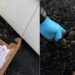 Casal encontra ninho inundado e toma atitude que salvou pequenos sobreviventes