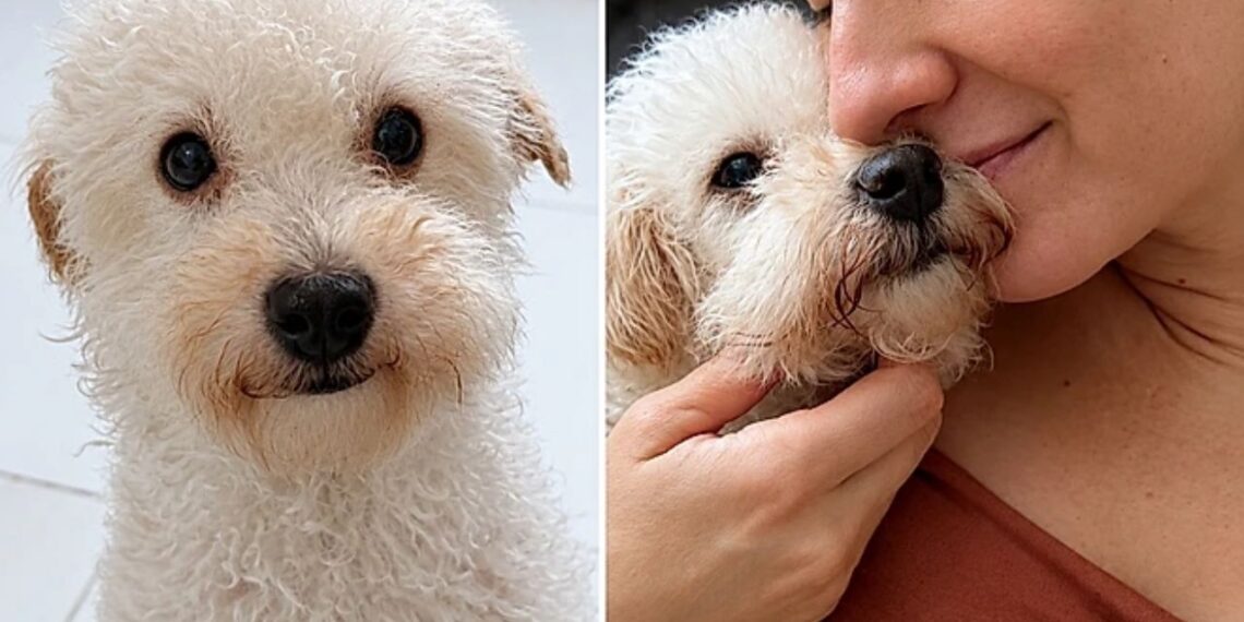 Ela viu a foto de um cão em um abrigo e duas semanas depois sua vida mudou para sempre