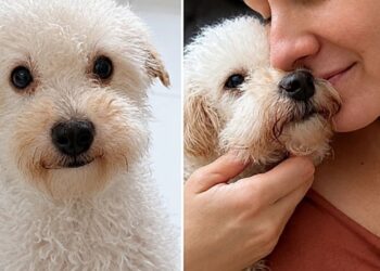 Ela viu a foto de um cão em um abrigo e duas semanas depois sua vida mudou para sempre