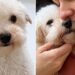 Ela viu a foto de um cão em um abrigo e duas semanas depois sua vida mudou para sempre