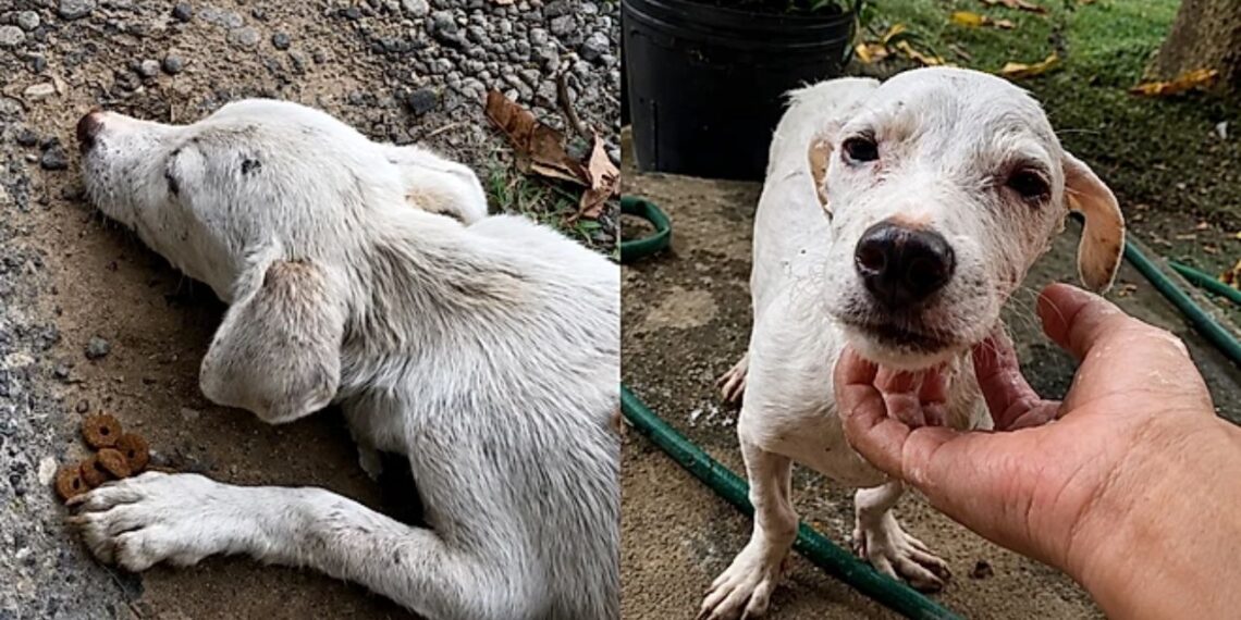 “Achei que ele não sobreviveria”: mulher resgata cachorro à beira da morte e emociona a internet