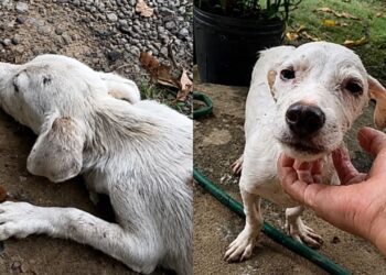 “Achei que ele não sobreviveria”: mulher resgata cachorro à beira da morte e emociona a internet
