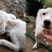 “Achei que ele não sobreviveria”: mulher resgata cachorro à beira da morte e emociona a internet