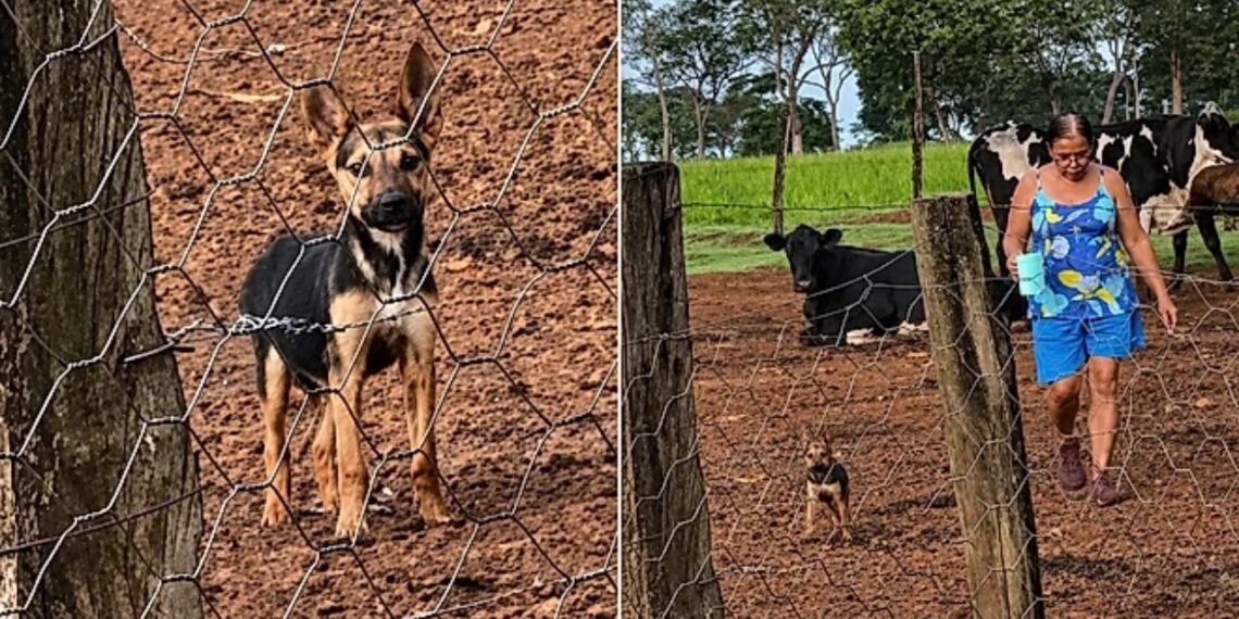 Ela saiu para caminhar e voltou com um novo melhor amigo encontrado entre o mato