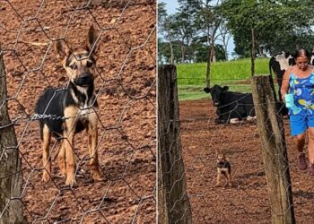 Ela saiu para caminhar e voltou com um novo melhor amigo encontrado entre o mato