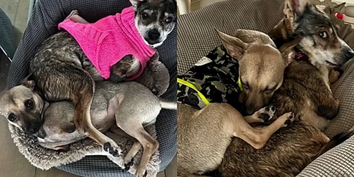 Após 10 anos de abandono, essa cadela ganhou um motivo para voltar a sorrir