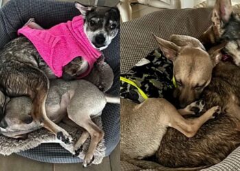 Após 10 anos de abandono, essa cadela ganhou um motivo para voltar a sorrir
