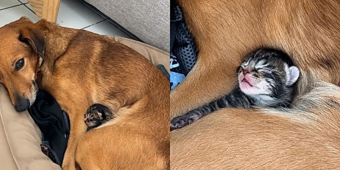 Cachorrinha surpreende tutores ao adotar filhote de gato em cena emocionante