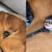 Cachorrinha surpreende tutores ao adotar filhote de gato em cena emocionante