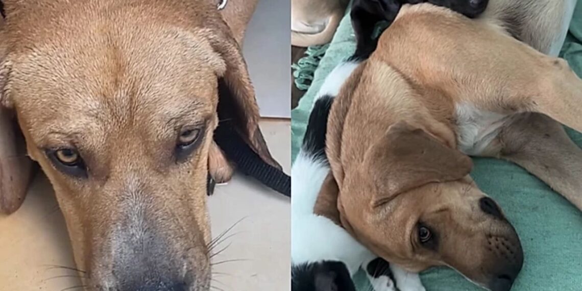 Cachorro rejeitado quatro vezes por timidez ganha nova chance em lar movimentado