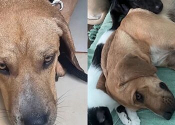 Cachorro rejeitado quatro vezes por timidez ganha nova chance em lar movimentado