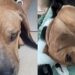 Cachorro rejeitado quatro vezes por timidez ganha nova chance em lar movimentado