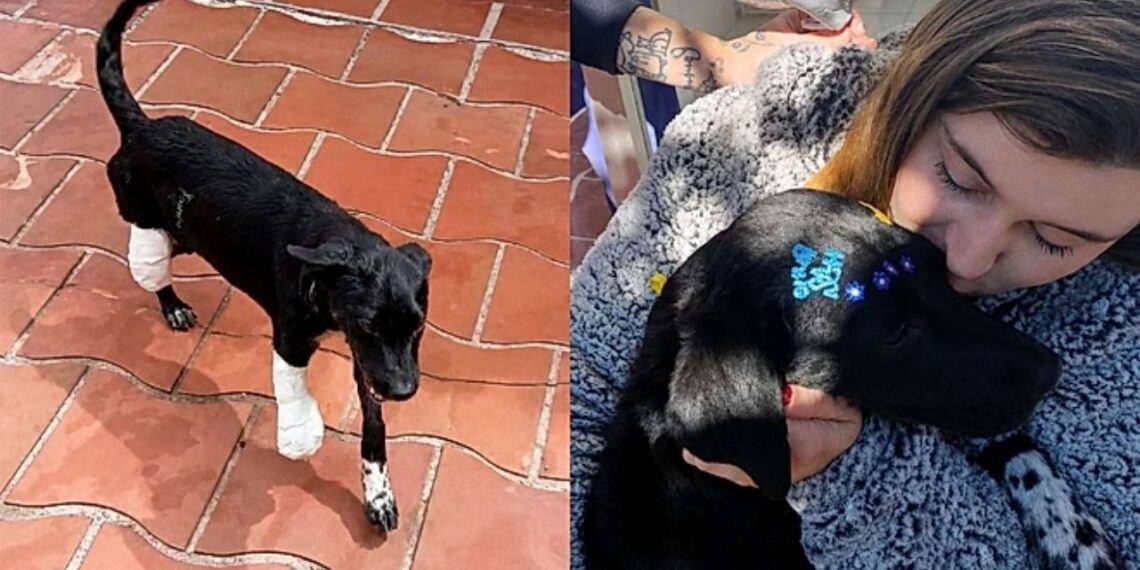Após meses de sofrimento, essa cadela especial encontrou a família que mudou tudo