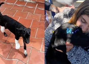 Após meses de sofrimento, essa cadela especial encontrou a família que mudou tudo