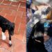 Após meses de sofrimento, essa cadela especial encontrou a família que mudou tudo