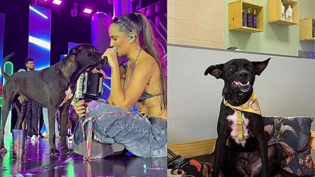 pet-21-1024x576 Cão abandonado invade palco e ganha a chance que mudaria sua vida para sempre